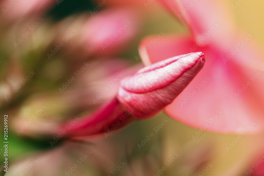 Bud of beautiful flower on blurred background in macro. Natural background for design. Copy space