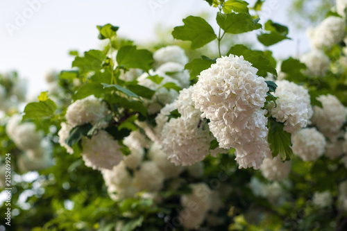 Chinese snowball viburnum flower heads are snowy. Snowball tree (Viburnum opulus) blooming in the garden.