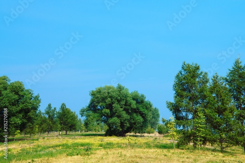 Picturesque view of beautiful trees on the open green grass