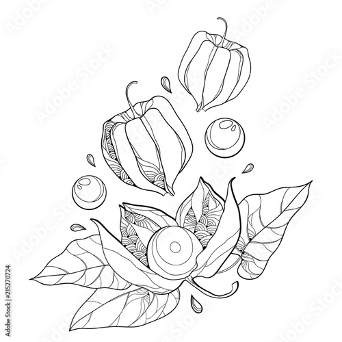 Vector bunch with outline Physalis or Cape gooseberry or Ground cherry fruit, leaf and berry isolated on white background. Ornate perennial plant in contour style for autumn design or coloring book.