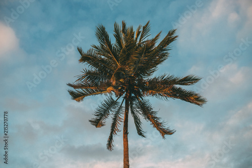 Salvador palm tree