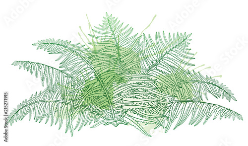 Vector drawing of outline fossil forest plant Fern with fronds in pastel green colored isolated on white background. Contour Fern bush with ornate leaf for summer design.