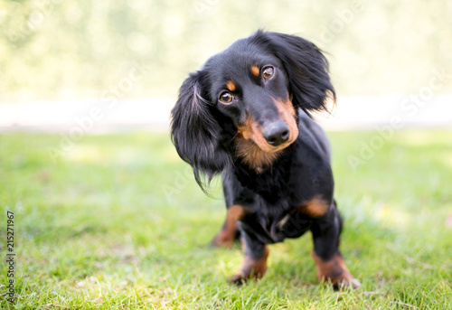 A black and tan Dachshund dog listening with a head tilt photo