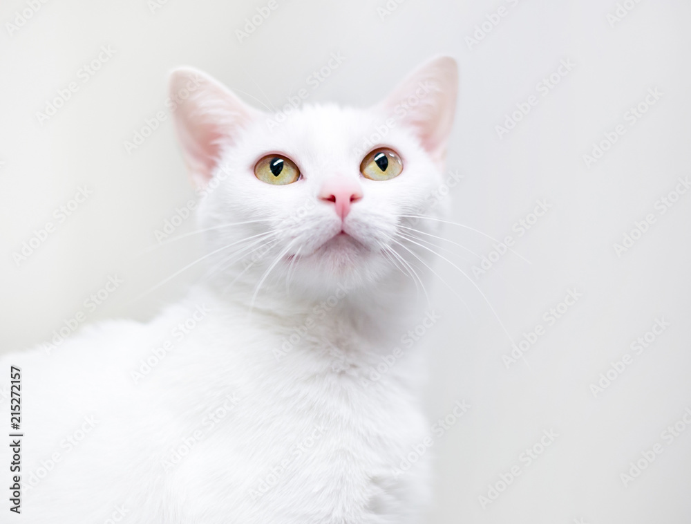 A white domestic shorthair cat with yellow eyes