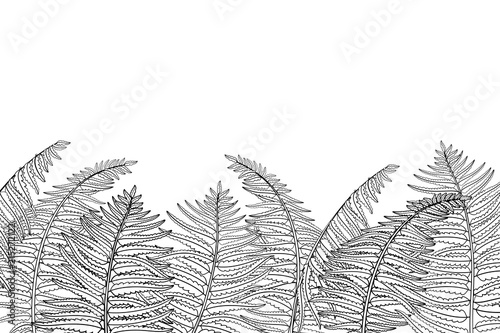 Vector horizontal composition of outline fossil forest plant Fern with fronds in black isolated on white background. Drawing of contour Fern with ornate leaf for summer design or coloring book.