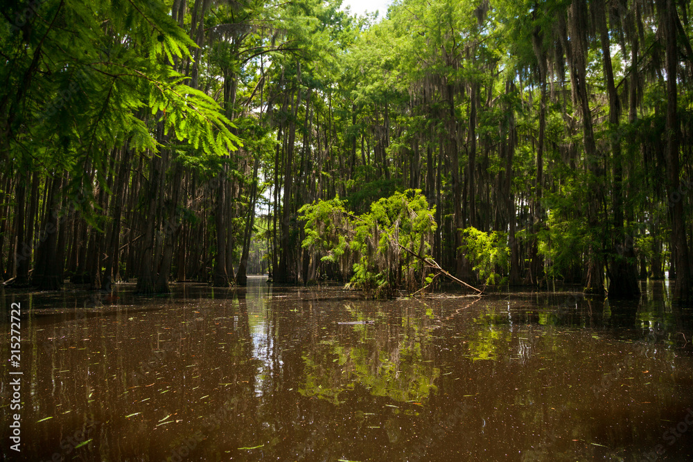 Fallen Young Tree in the Midst of a Cypress Forest on Lake Bistineau Louisiana Fallen Young Tree in the Midst of a Cypress Forest on Lake Bistineau Louisiana