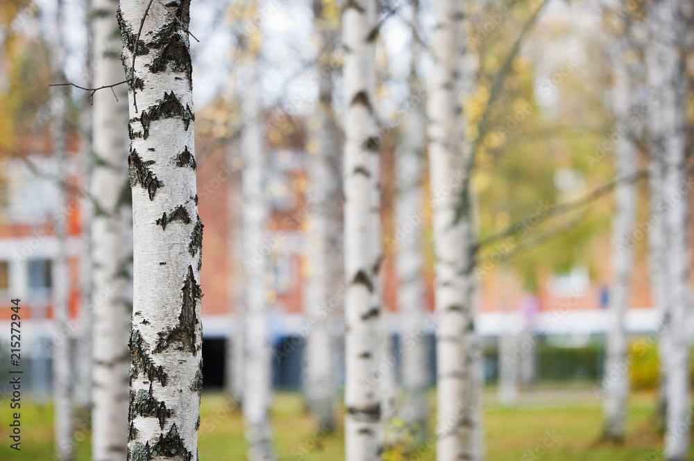 Naklejka premium Birch tree (Betula pendula) trunks in autumn scenery.