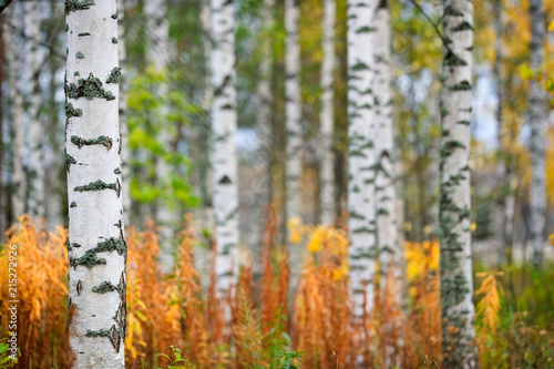 Birch tree  Betula pendula  trunks in autumn scenery.