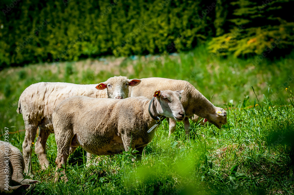 Obraz premium Moutons