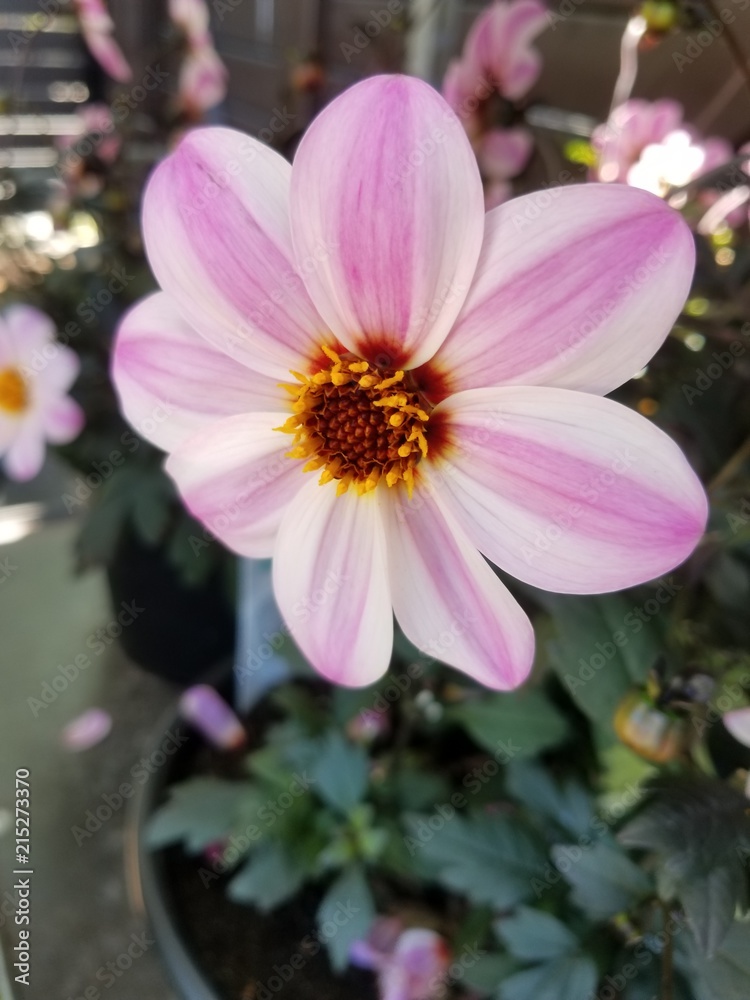 Obraz premium Candy cane