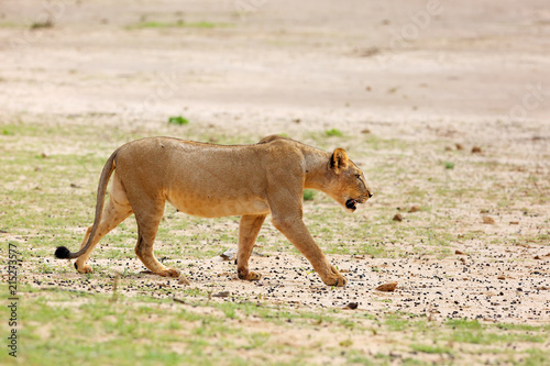 Lioness (Panthera leo krugeri) is walking it the savanna and looking for the rest of the lion pride. African lion in the desert.