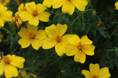 Schmalblättrige gelbe Studentenblumen (Tagetes tenuifolia), Blüten und Blätter. Nahaufnahme mit selektivem Fokus. photo