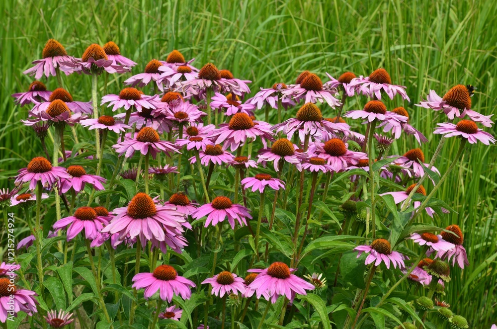 Echinacea - Rosa Sonnenhut blüht im Garten 