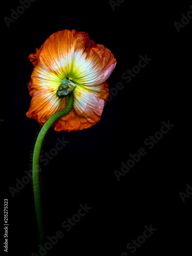 Gratuitous poppy butt shot.jpg photo