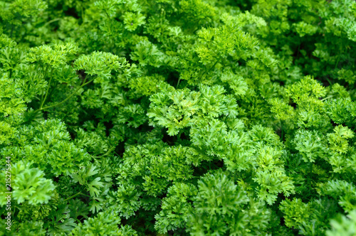 Curly parsley. Plantation of greenery close-up. Food background of green parsley leaves. photo