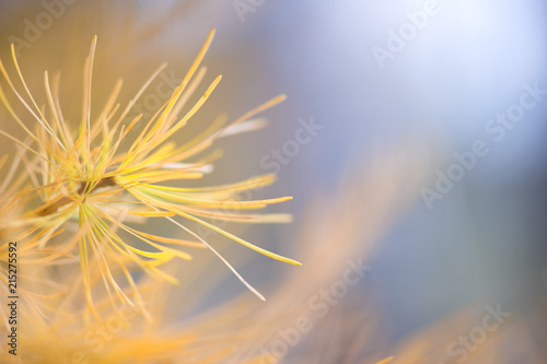 Larch (Larix sp.) branch and needles in autumn colors. Selective focus and shallow depth of field.