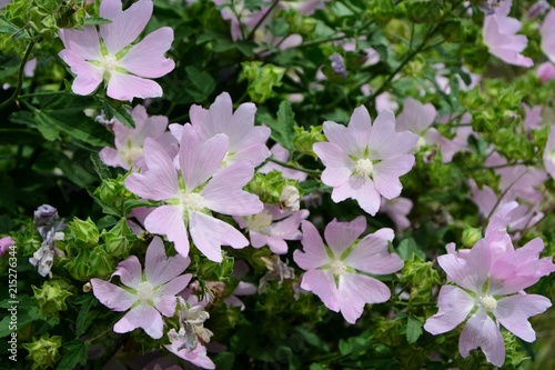 Delicate pink flower lavatera 