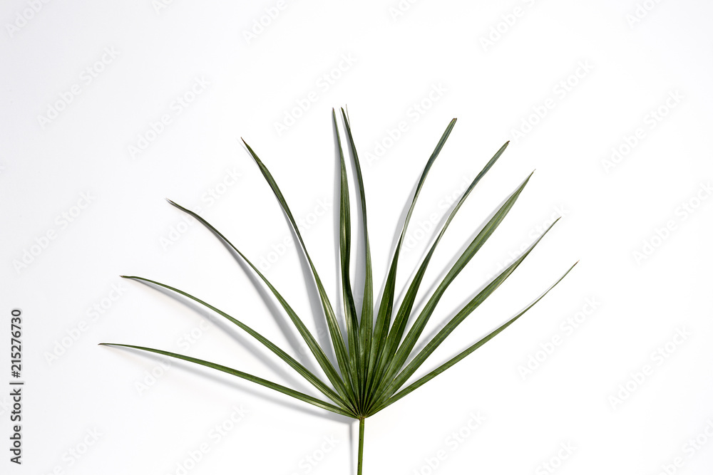 Leaf of tropical plant.Isolated