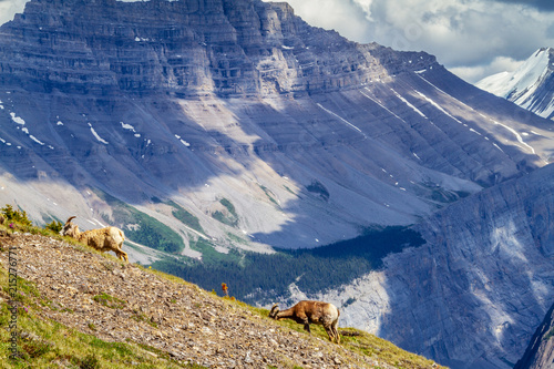 Pair of Mountain Goats Grazing on Parker Ridge in Canadian Rockies