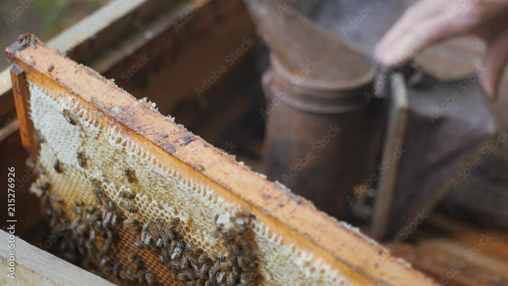 Working bees work honeycomb with honey. beekeeper pulls out the frame with honey. beekeeper gets a frame with honey. fumigation machine for bees, smoke Working bees work honeycomb with honey. beekeeper pulls out the frame with honey. beekeeper gets a frame with honey. fumigation machine for bees, smoke