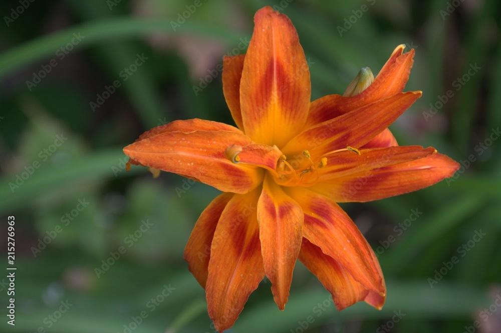Fleur orange jardin Fleur orange jardin