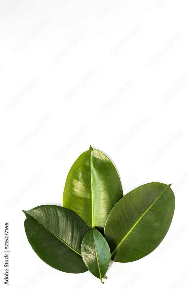 Fototapeta premium Leaf of tropical plant.Isolated