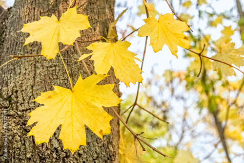 Yellow maple leaves on a branch in an autumn forest
