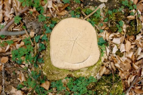 Baumstumpf, Efeu, Wald