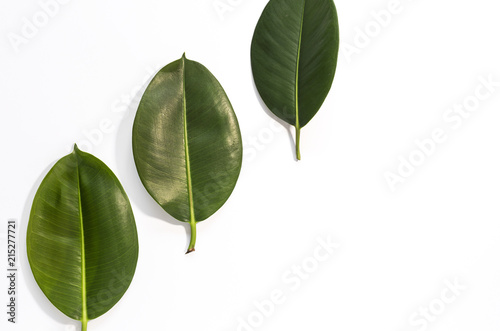 Leaf of tropical plant.Isolated