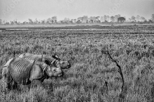 Indian Rhinos photo