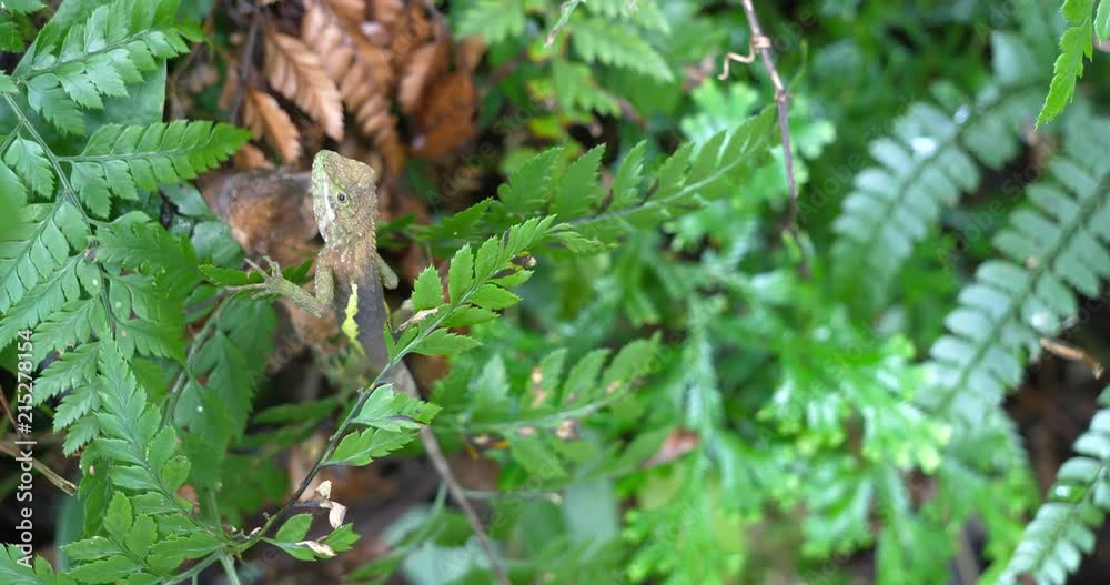 Lizard stand on leaf in the Yangmingshan National Park, Taiwan Taipei Lizard stand on leaf in the Yangmingshan National Park, Taiwan Taipei