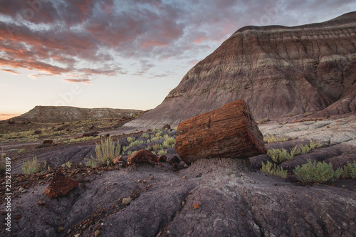 Petrified Wood photo