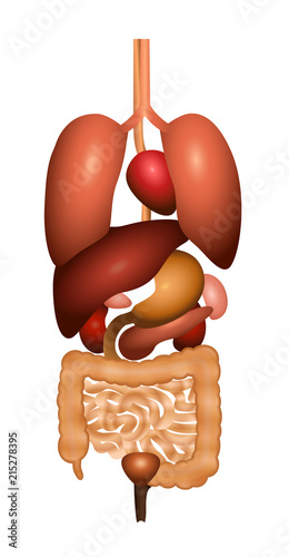 Digestion - gastrointestinal tract with internal organs. 3d schematic human anatomy illustration - isolated vector on white background.