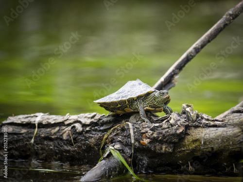 Northern map turtle on wood photo