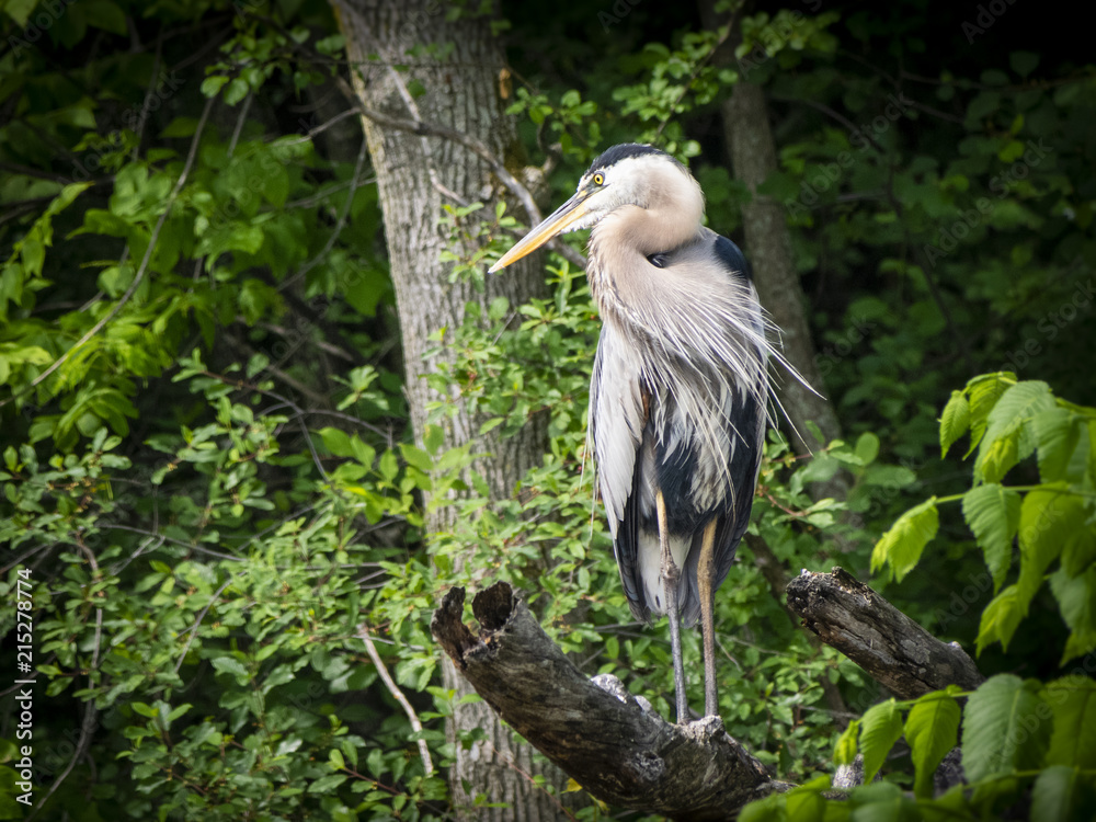 Fototapeta premium Great Blue Heron
