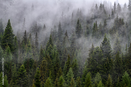 Fototapeta Naklejka Na Ścianę i Meble -  Evergreen trees in the Mist, Northern Idaho