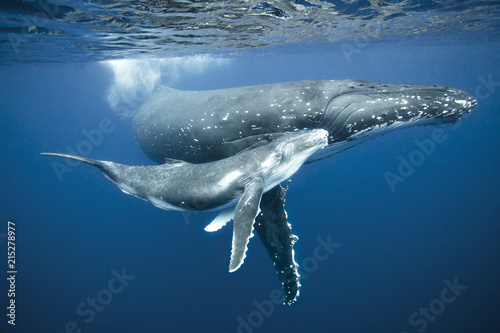 Humpback whale swimming with calf in sea photo