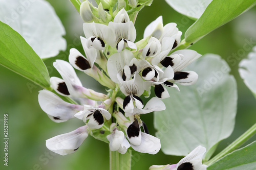 Vicia fabia (broad bean) in bloom photo