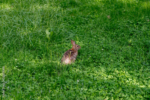 Local wild garden rabbit © Srdjan