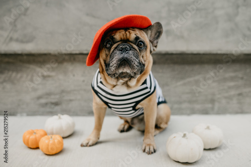 French Bulldog Dressed Up in a French Costume Striped Shirt and Red Beret photo