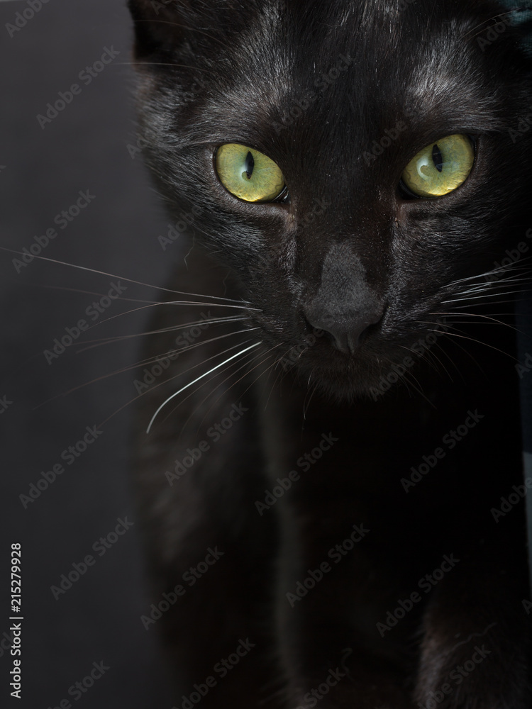 Black cat, Halloween concept. Portrait of Domestic feline looking at camera