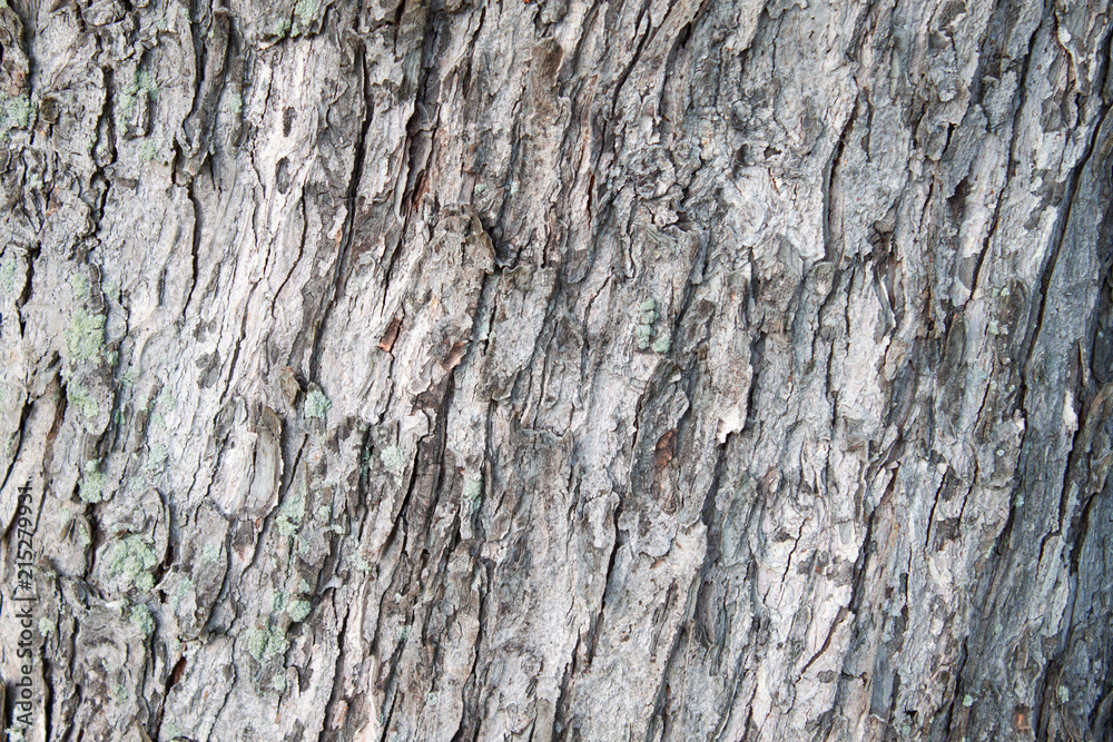 Tree bark with green moss background texture, closeup. Tree bark with green moss background texture, closeup.