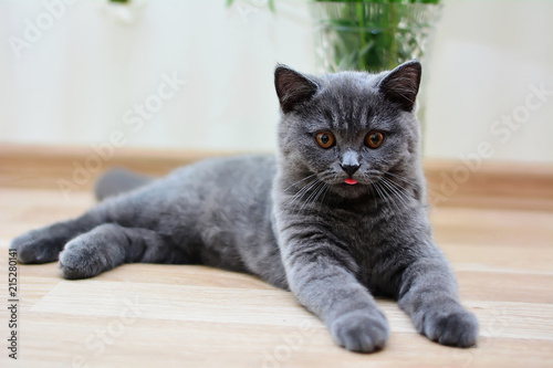 kitten cat Scottish straight, furry, animal