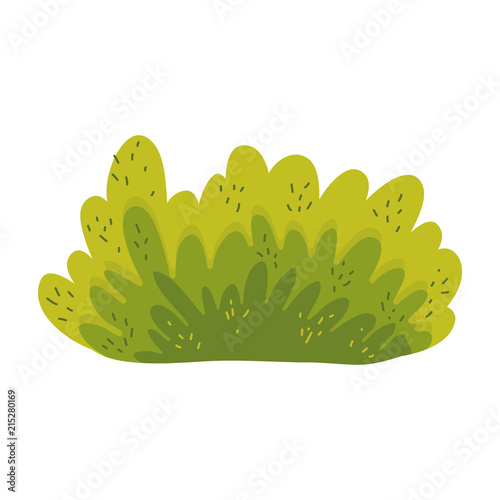 nature bush plant with exotic leaves