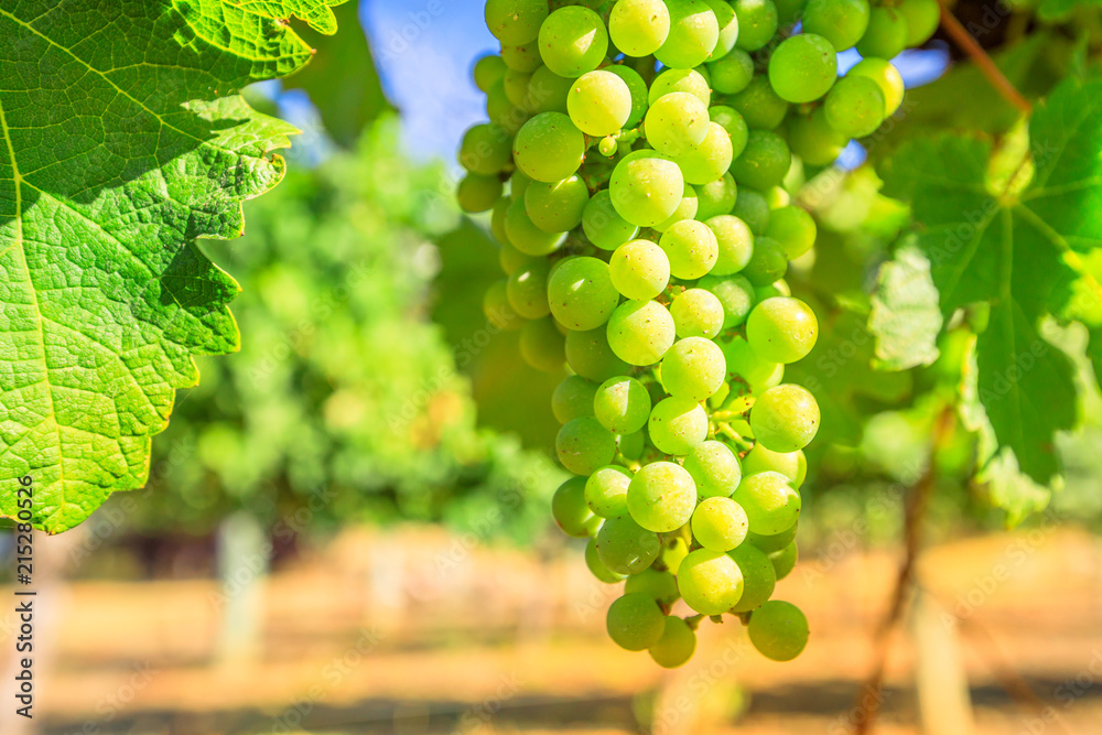 Closeup of white grapes on vine in Margaret River known as wine region