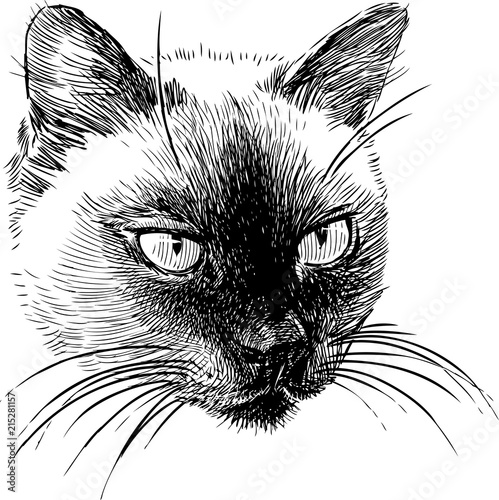 Sketch portrait of a siamese cat