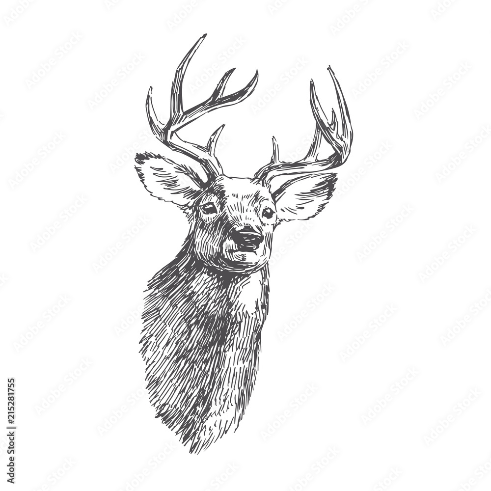 Naklejka premium Wektor vintage głowa jelenia w stylu grawerowania. Ręcznie rysowane ilustracja z portretem zwierząt na białym tle