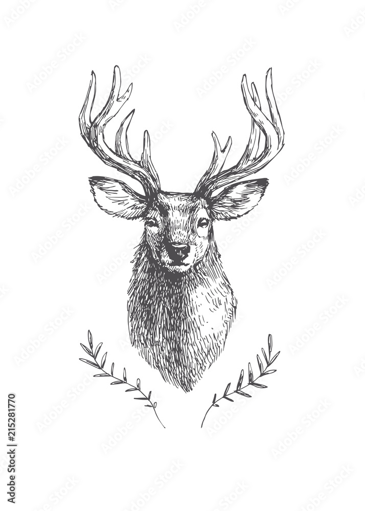 Fototapeta premium Wektor vintage głowa jelenia w stylu grawerowania. Ręcznie rysowane ilustracja z portretem zwierząt na białym tle