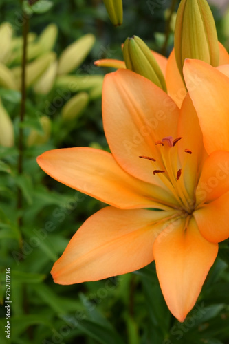 Close-up of an orange lily in the garden