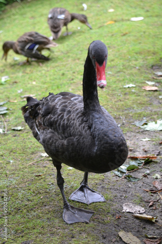 Black goose